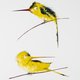De Wondere vogelwereld van O.C. Hooymeijer: de Schrik