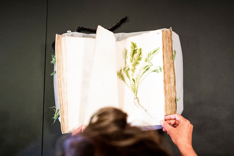 Tinde van Andel bladert door een oud VOC-boek in de Universiteitsbibliotheek in Leiden.  Beeld Freek van den Bergh