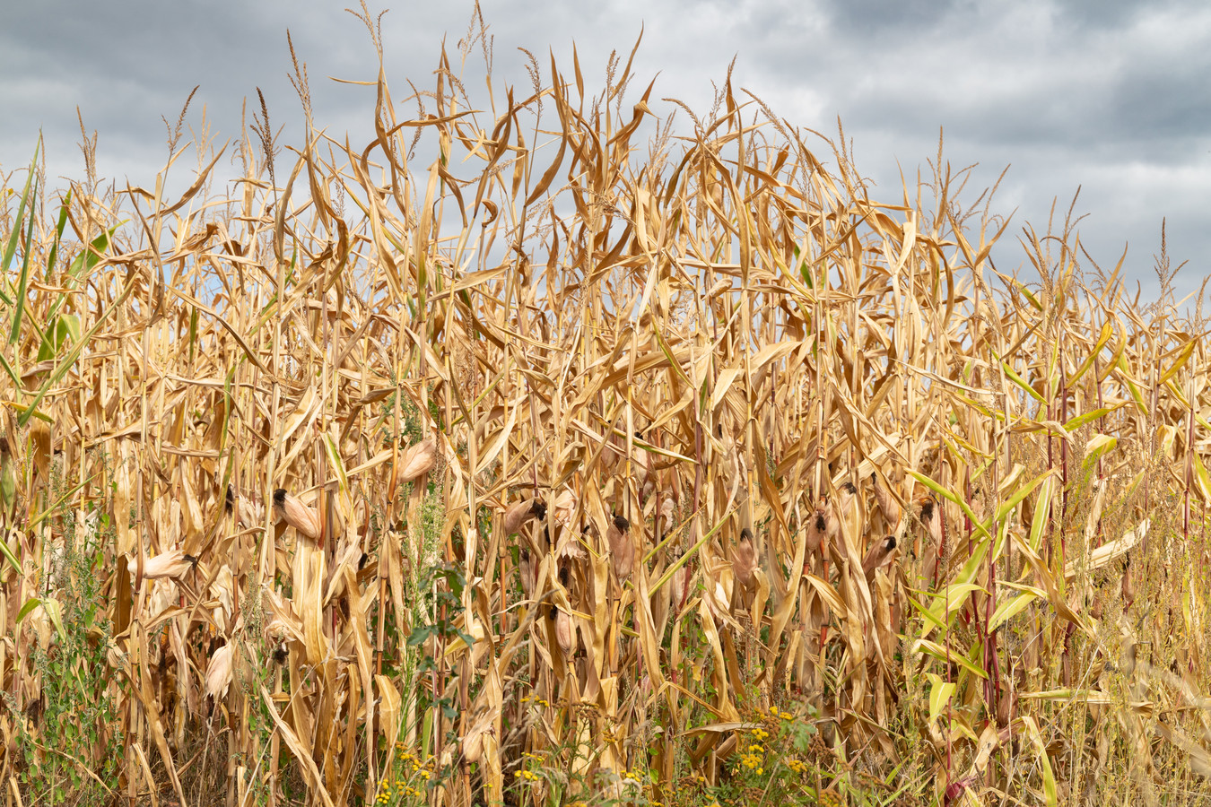 Toscane op z’n Twents: door kleine lichtpuntjes blijf ik hopen dat onze ...