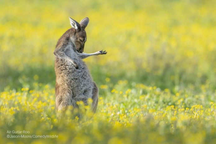 Comedy Wildlife Photography Awards Finalist