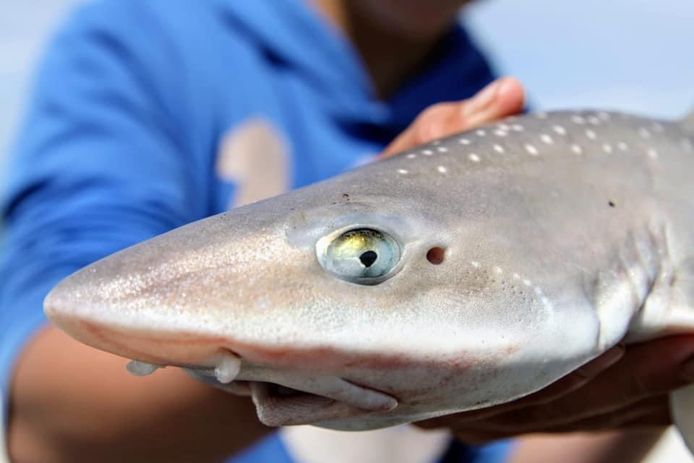 Volgens Jacco Noordermeer, organisator van Flushing Sharkmaster, zijn de ogen van een haai mooier dan een kattenoog.