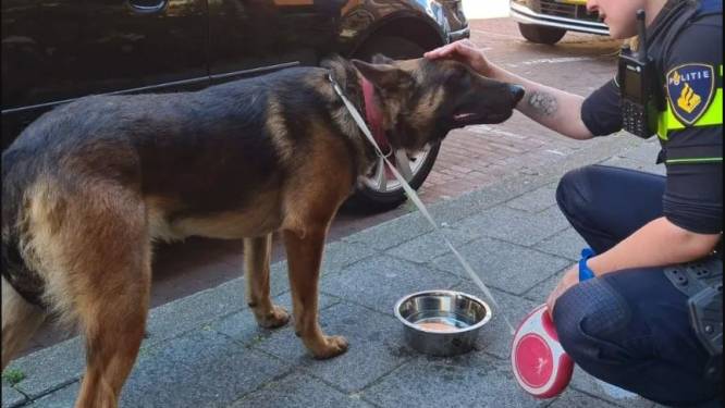 Agenten redden hond van snikheet balkon in Den Haag, eigenaar was niet te bereiken