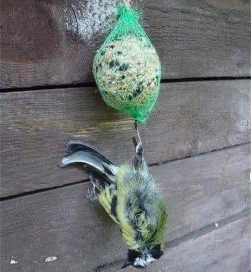 Dood vogeltje verstrikt in plastic netje. Foto gaat rond op Facebook