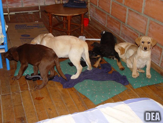 Onder andere deze labradors  werden ingezet als drugskoerier tussen Colombia en de Verenigde Staten.