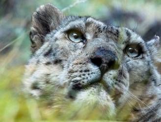 Drie sneeuwluipaarden overleden aan coronavirus in zoo in Nebraska