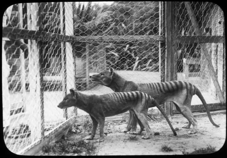 Twee Tasmaanse tijgers in de dierentuin van Hobart in Australië, 1913. Niet veel later, in de jaren dertig van de vorige eeuw, was de soort uitgestorven. 
 Beeld AFP