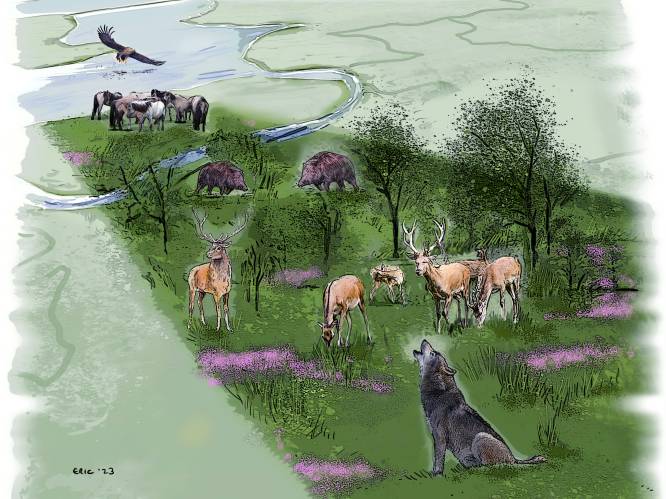 Lezers over het GroenLinks-plan om de Veluwe en de Oostvaardersplassen samen te voegen: ‘Complete waanzin in deze tijd’