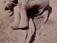 Bizarre foto van dode olifant op verpletterde krokodil roept tal van vragen op: hoe is dat gebeurd? 