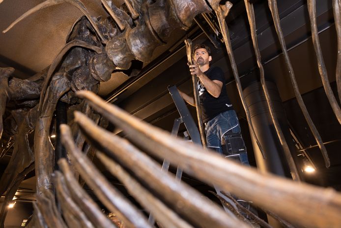 Preparateur Mickel van Leeuwen zet een van de honderden onderdelen van de replica-dino op de juiste plek.