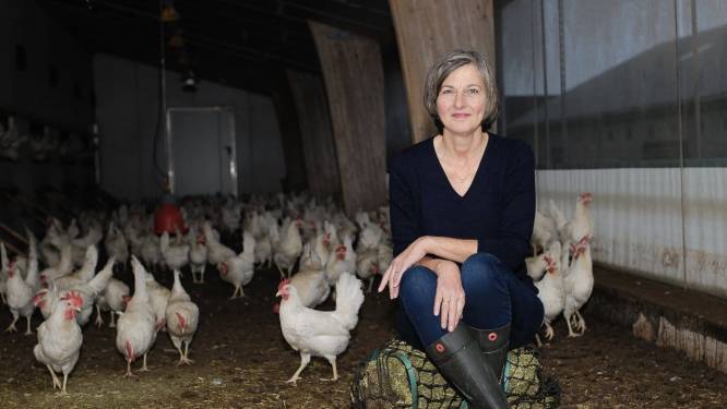 Pluimveehouders in kippenhoofdstad Barneveld houden hart vast om vogelgriep: ‘Nee, niet weer!’