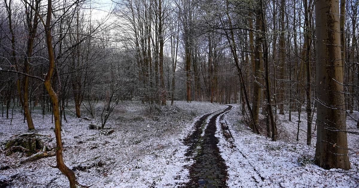 Tomorrow even winters again: up to 15 cm of snow in the Ardennes, also a layer possible in Flanders |  Weather news