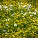 Hadden al die voorjaarsbloemen een stem, dan schreeuwden ze ‘help!’