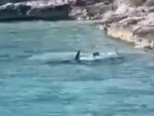 Des touristes filment un chien plongeant dans l’eau avec un requin-marteau aux Bahamas