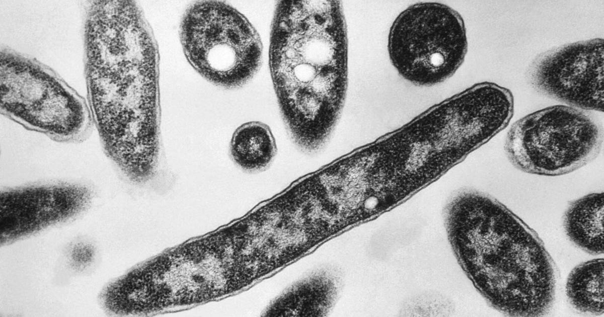 The Legionella outbreak in Poland has already claimed 19 lives |  outside