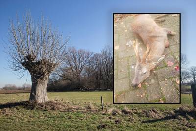 Ree doodgebeten door loslopende honden in Lathum: ‘Mensen denken hun hond onder appel te hebben’