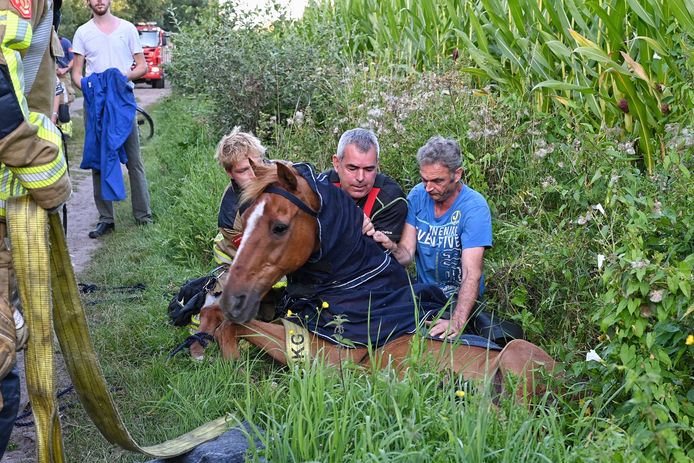 In Berkel-Enschot is een paard uit de sloot gehaald.