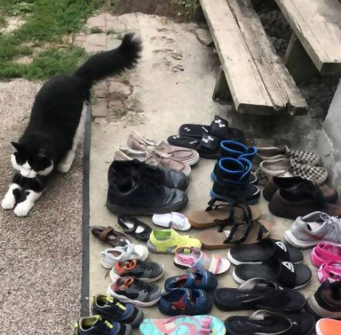 Il Cree Un Groupe Facebook Pour Rendre Les Chaussures Volees Par Son Chat Insolite 7sur7 Be