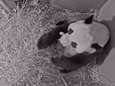 Pandababy spartelt, drinkt en lijkt al te groeien in Ouwehands Dierenpark