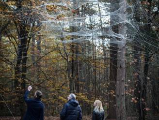 Reusachtig spinnenweb in bosrijk Kattevennen
