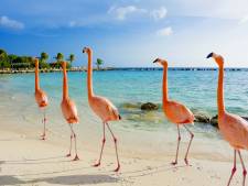 Droombaan: betaald worden om flamingo's te verzorgen op de Bahama's