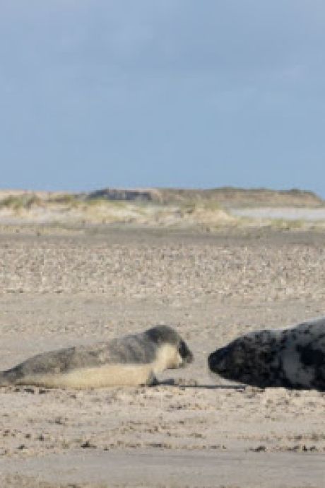 Un bébé phoque de l’Arctique naît aux Pays-Bas, la plage immédiatement fermée durant quelques jours