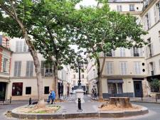 Beroemdste boom Parijs gekapt, bewoners én toeristen woedend