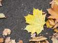 Ne pas ramasser les feuilles mortes sur votre trottoir peut vous coûter cher