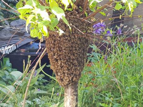 Annemiek vluchtte voor 8000 bijen in haar tuin: ‘Ik dacht dat ik een drone aan zag komen’