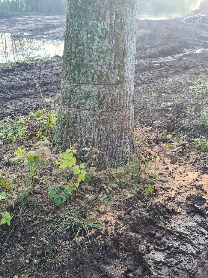 Drie bomen werden beschadigd en de vandalen lieten ook een boodschap achter.