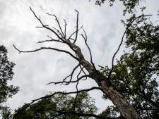 Dit is de stikstofcrisis voor dummies: alles wat je wilt weten over dé uitdaging voor Nederland