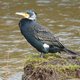 Burries, blako’s en alies: vogelaars korten hun dierbaren graag af