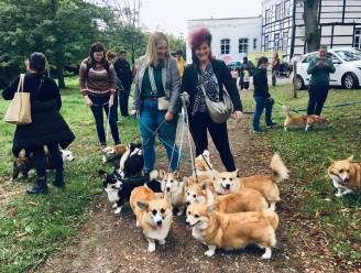IN BEELD. Honderd hondenbaasjes doen mee aan nationale Corgiwandeling in Domein Bovy ter ere van de Queen