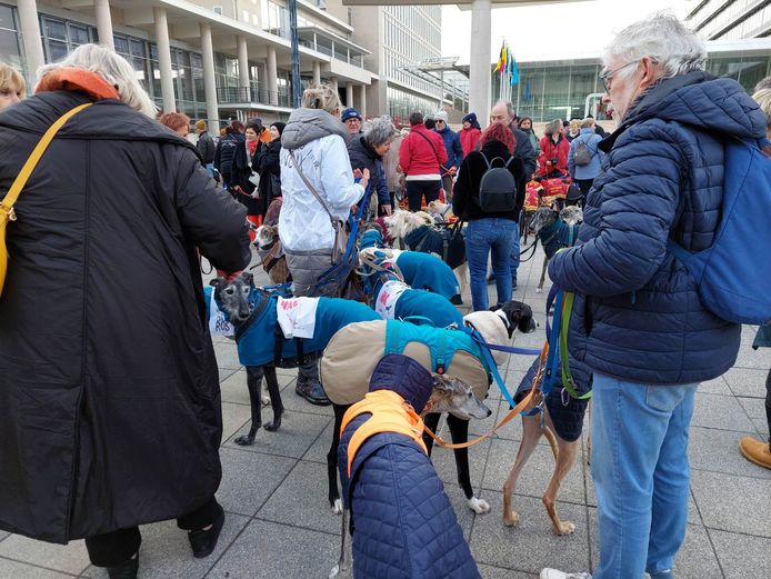 In totaal waren er zo'n 300 baasjes en Spaanse windhonden op de actie