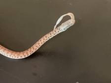 Un python fabrique un chapeau à partir de sa propre mue
