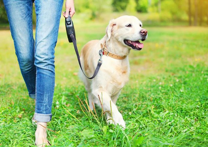 Een golden retriever, niet het huisdier van de toenmalige vriendin van D.D.