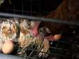 "Dans l'enfer des cages": une nouvelle vidéo choc sur les poules pondeuses