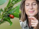 Bladluizen in je tuin? Onze tuinexperte geeft advies om ze onder controle te houden: “Larven van lieveheersbeestjes eten er makkelijk 100 per dag”