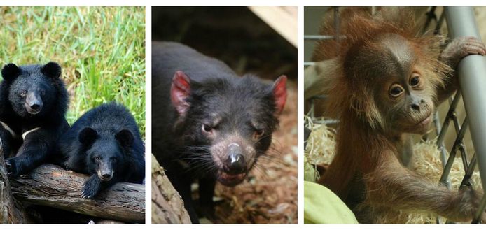Drie nieuwe zwarte beren, twee Tasmaanse duivels en een familie orang-oetans: de nieuwkomers in Pairi Daiza.