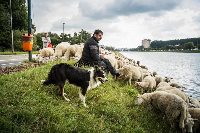 Een herder met zijn schapen aan de Watersportbaan.