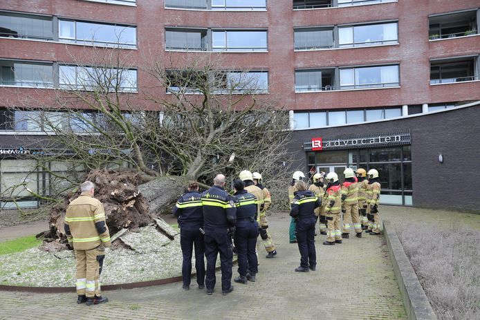 Storm Ciara werd deze monumentale boom aan de Ridderhof in Oss op 9 februari fataal.