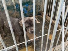 Drie verwaarloosde honden gevonden: vermagerd en opgesloten zonder daglicht in smerige ruimte