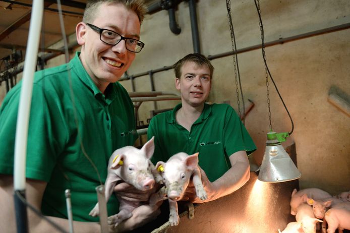 De broers Gerben en Arjan Dekker willen de forse uitbreiding van hun varkenshouderij stap voor stap realiseren.