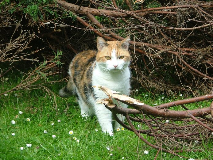 Tientallen katten dit jaar al dood door halsbrekende toeren in de paartijd ‘Door de hormonen