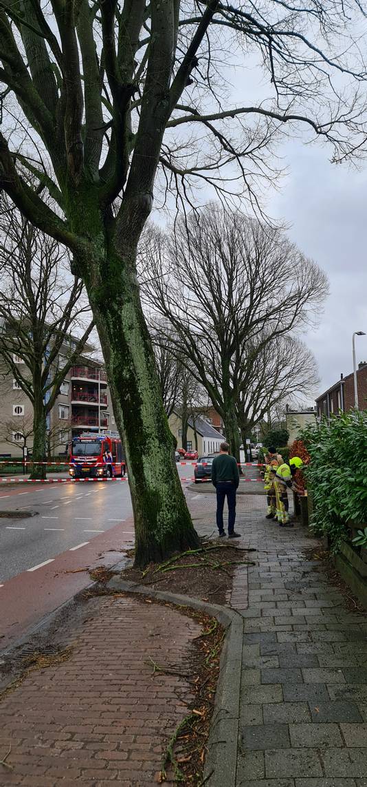 Deze linde op de hoek van de Berg en Dalseweg met de Beukstraat is door storm Eunice ontwricht. De boom moet mogelijk tegen de vlakte.