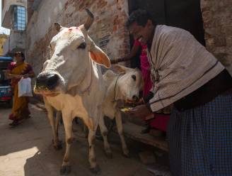 Moslim in India gelyncht op verdenking van het smokkelen van heilige koeien