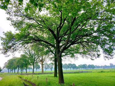 Boer mag eiken aan de Randweg in Heeze kappen, bezwaar van IVN van tafel geveegd
