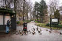 Eenden in het Kronenburgerpark.