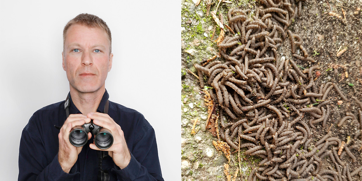 Een wriemelende massa maden in de tuin Trouw