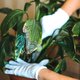 Dít is de oorzaak van bruine vlekjes op je kamerplanten