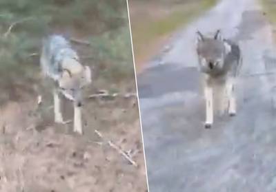 Fietser in de Hoge Veluwe filmt hoe hij achtervolgd wordt door wolf